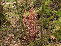 Corallorhiza maculata var. occidentalis (Summer Coralroot orchid)