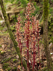 Corallorhiza maculata var. occidentalis (Summer Coralroot orchid)