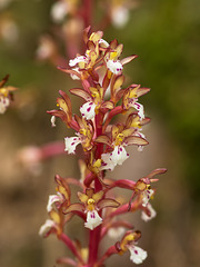 Corallorhiza maculata var. occidentalis (Summer Coralroot orchid)