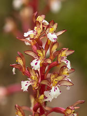 Corallorhiza maculata var. occidentalis (Summer Coralroot orchid)