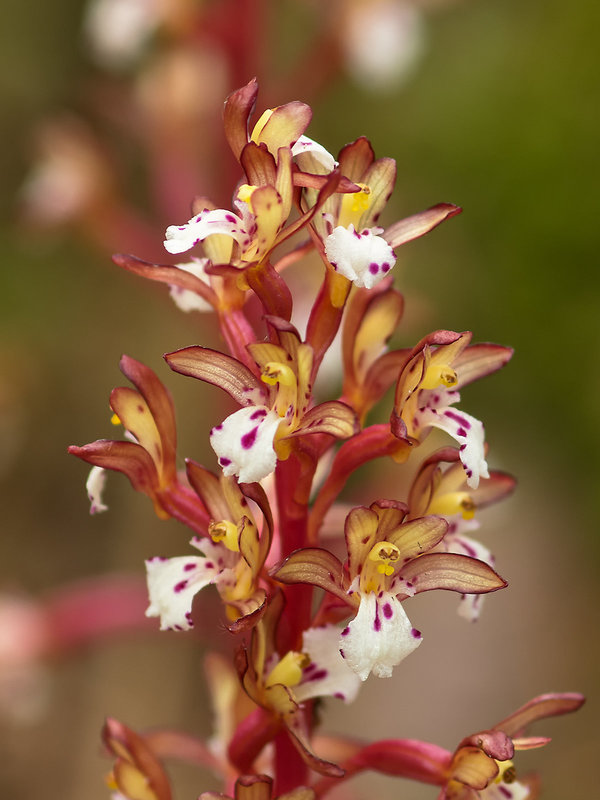Corallorhiza maculata var. occidentalis (Summer Coralroot orchid)
