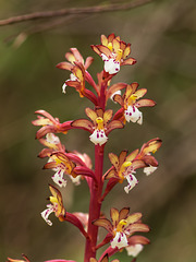 Corallorhiza maculata var. occidentalis (Summer Coralroot orchid)