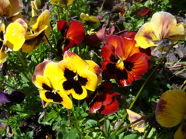 Beautiful pansies