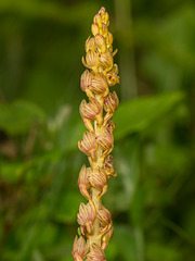 Corallorhiza striata var. vreelandii forma eburnea (Vreeland's Coralroot orchid)