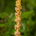 Corallorhiza striata var. vreelandii forma eburnea (Vreeland's Coralroot orchid)