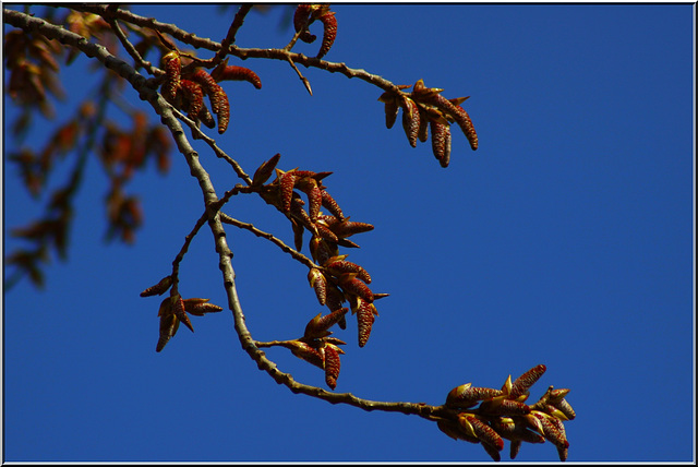 Bourgeons