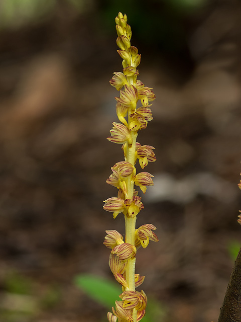 Corallorhiza striata var. vreelandii forma eburnea (Vreeland's Coralroot orchid)