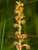 Corallorhiza striata var. vreelandii forma eburnea (Vreeland's Coralroot orchid)