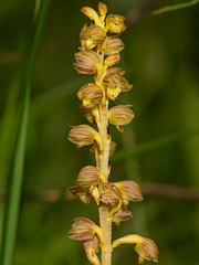 Corallorhiza striata var. vreelandii forma eburnea (Vreeland's Coralroot orchid)