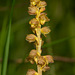 Corallorhiza striata var. vreelandii forma eburnea (Vreeland's Coralroot orchid)