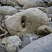 Riverbed find in Coromandel river