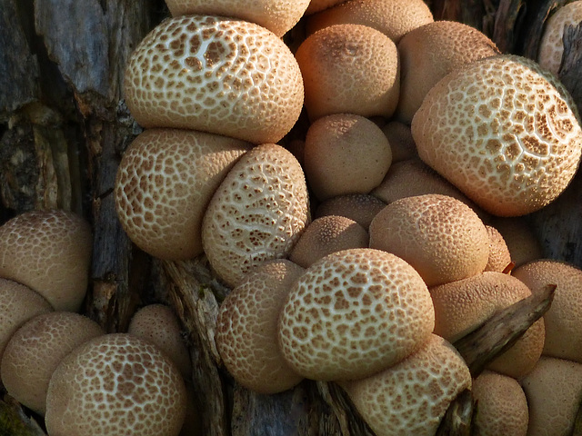 A huddle of Puffballs