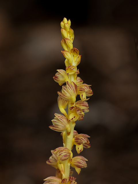 Corallorhiza striata var. vreelandii forma eburnea (Vreeland's Coralroot orchid)