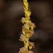 Corallorhiza striata var. vreelandii forma eburnea (Vreeland's Coralroot orchid)