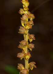 Corallorhiza striata var. vreelandii forma eburnea (Vreeland's Coralroot orchid)