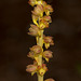 Corallorhiza striata var. vreelandii forma eburnea (Vreeland's Coralroot orchid)