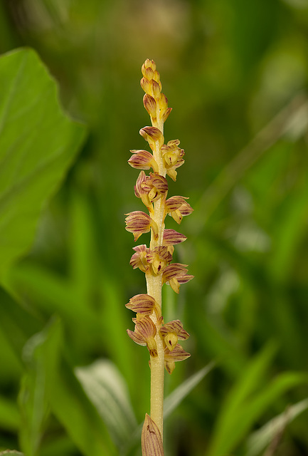 Corallorhiza striata var. vreelandii forma eburnea (Vreeland's Coralroot orchid)