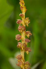 Corallorhiza striata var. vreelandii forma eburnea (Vreeland's Coralroot orchid)