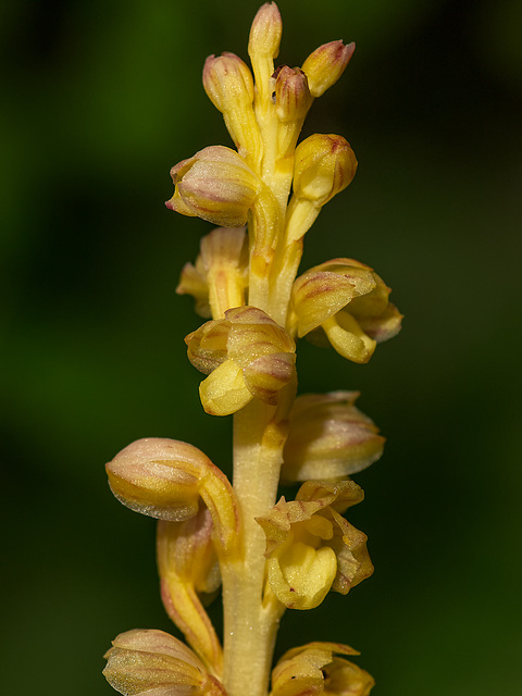 Corallorhiza striata var. vreelandii forma eburnea (Vreeland's Coralroot orchid)