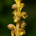 Corallorhiza striata var. vreelandii forma eburnea (Vreeland's Coralroot orchid)