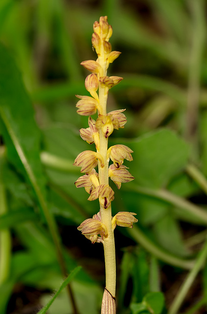 Corallorhiza striata var. vreelandii forma eburnea (Vreeland's Coralroot orchid)