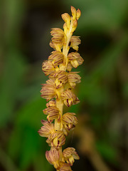 Corallorhiza striata var. vreelandii forma eburnea (Vreeland's Coralroot orchid)