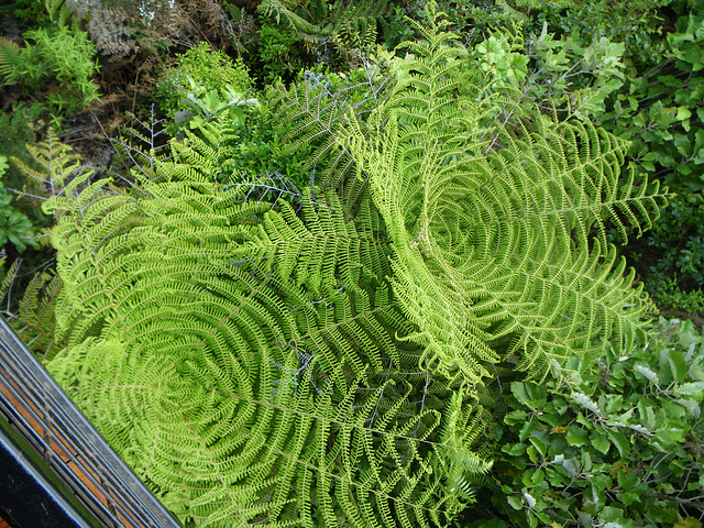 Fern