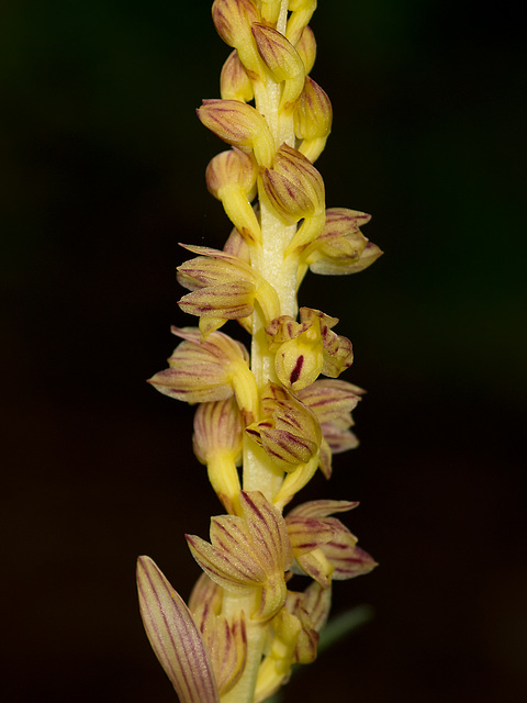 Corallorhiza striata var. vreelandii forma eburnea (Vreeland's Coralroot orchid)