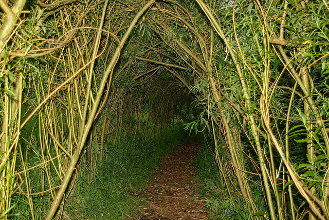 Willow walk