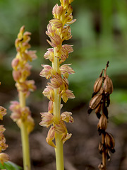 Corallorhiza striata var. vreelandii forma eburnea (Vreeland's Coralroot orchid)