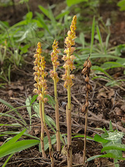 Corallorhiza striata var. vreelandii forma eburnea (Vreeland's Coralroot orchid)