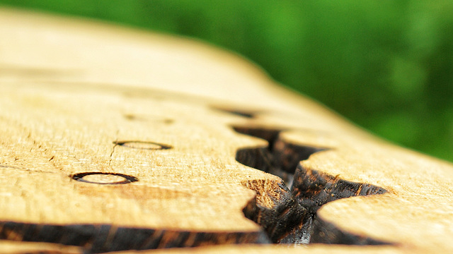 Carving (of a butterfly)