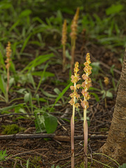 Corallorhiza striata var. vreelandii forma eburnea (Vreeland's Coralroot orchid)