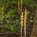 Corallorhiza striata var. vreelandii forma eburnea (Vreeland's Coralroot orchid)