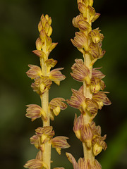 Corallorhiza striata var. vreelandii forma eburnea (Vreeland's Coralroot orchid)