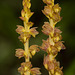 Corallorhiza striata var. vreelandii forma eburnea (Vreeland's Coralroot orchid)