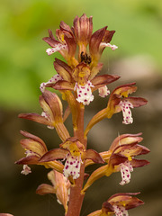 Corallorhiza maculata var. maculata (Spotted Coralroot orchid)