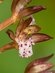 Corallorhiza maculata var. maculata (Spotted Coralroot orchid)