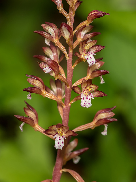 Corallorhiza maculata var. maculata (Spotted Coralroot orchid)