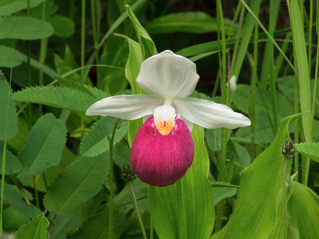 Cypripedium reginae (Showy Lady's-Slipper orchid)