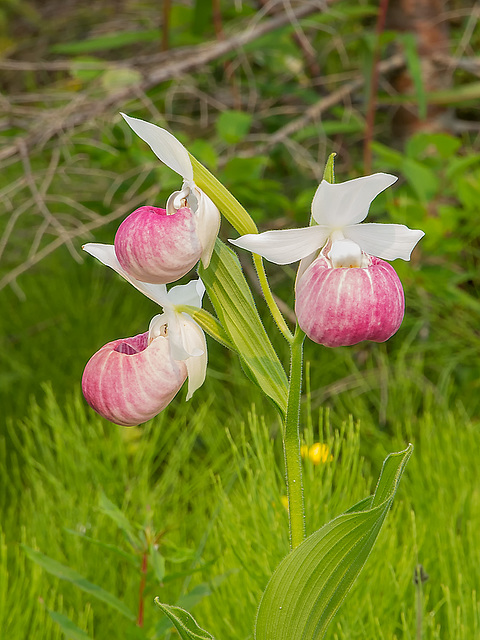 Cypripedium reginae (Showy Lady's-Slipper orchid) -- triple-flower form