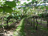 Kiwi orchard