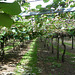 Kiwi orchard