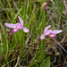Pogonia ophioglossoides (Rose Pogonia orchid)