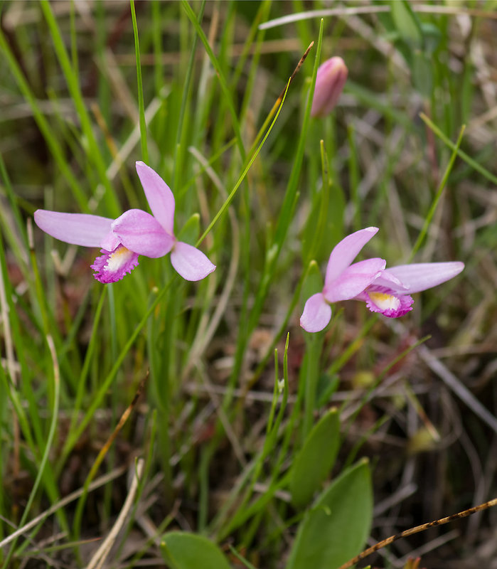 Pogonia ophioglossoides (Rose Pogonia orchid)