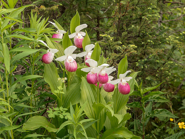 Cypripedium reginae (Showy Lady's-Slipper orchid)