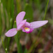 Pogonia ophioglossoides (Rose Pogonia orchid)