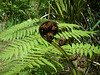 New Zealand, the land of ferns