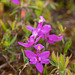 Calopogon tuberosus (Common Grass-Pink orchid)