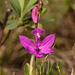 Calopogon tuberosus (Common Grass-Pink orchid)